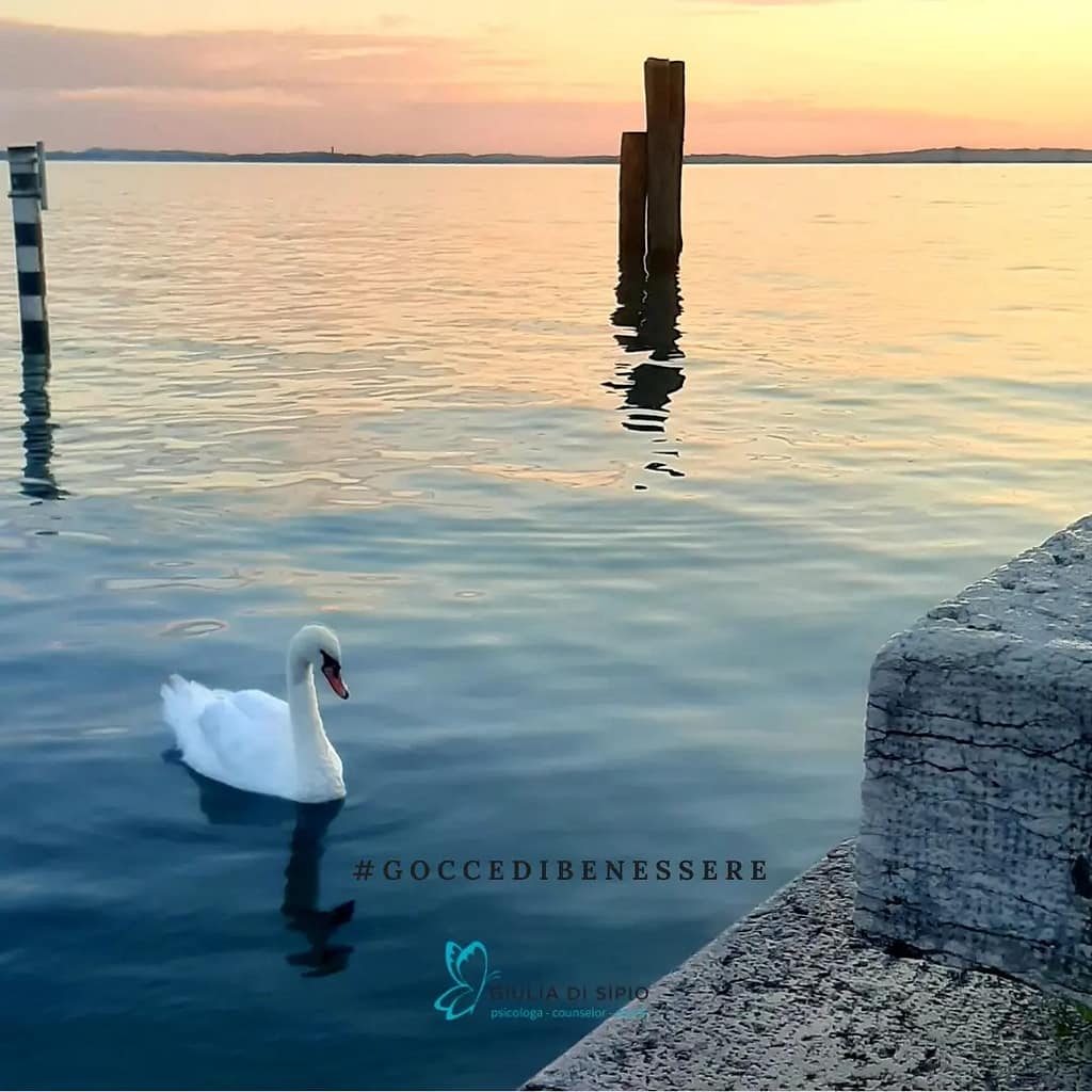 Un regale cigno bianco, si avvicina ad una banchina all'ora del tramonto