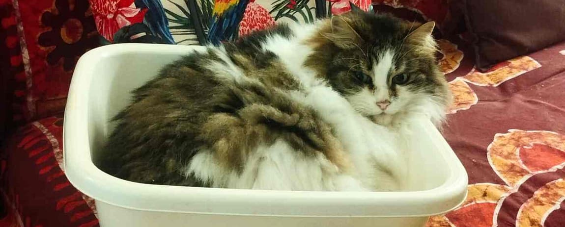 la mia gatta Kira in evidenza dentro ad una bacinella bianca di plastica.