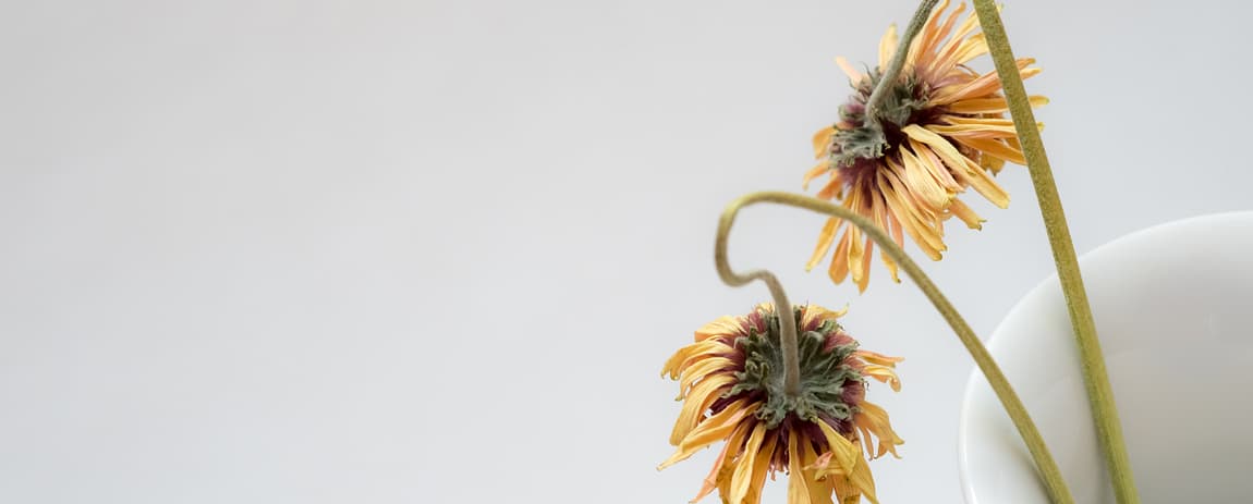 Su di uno sfondo chiaro, due girasoli appassiti, ricordano la depressione.