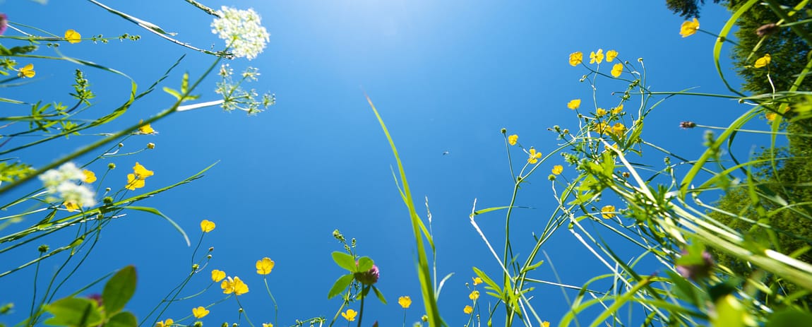 L'immagine inquadra un cielo sereno, estivo, dal basso con a fianco tanti fiorellini gialli e bianchi.