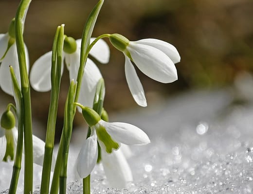 Un fiore bianco in un paesaggio innevato.