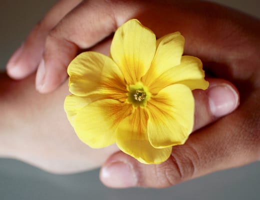 Due mani, una nell'altra con un fiore al centro