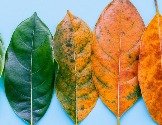 Diverse foglie allineate con diverse gradazioni di colore.