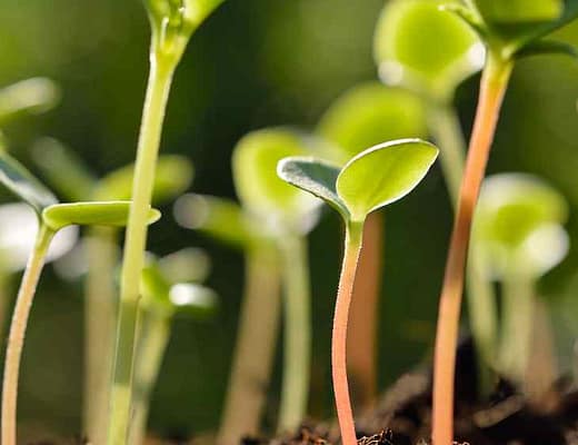 Tanti piccoli germogli teneri e verdi in primo piano.