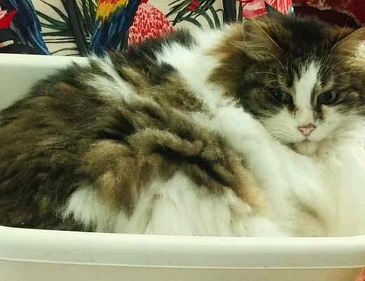 la mia gatta Kira in evidenza dentro ad una bacinella bianca di plastica.