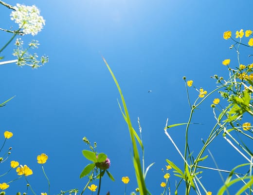 L'immagine inquadra un cielo sereno, estivo, dal basso con a fianco tanti fiorellini gialli e bianchi.